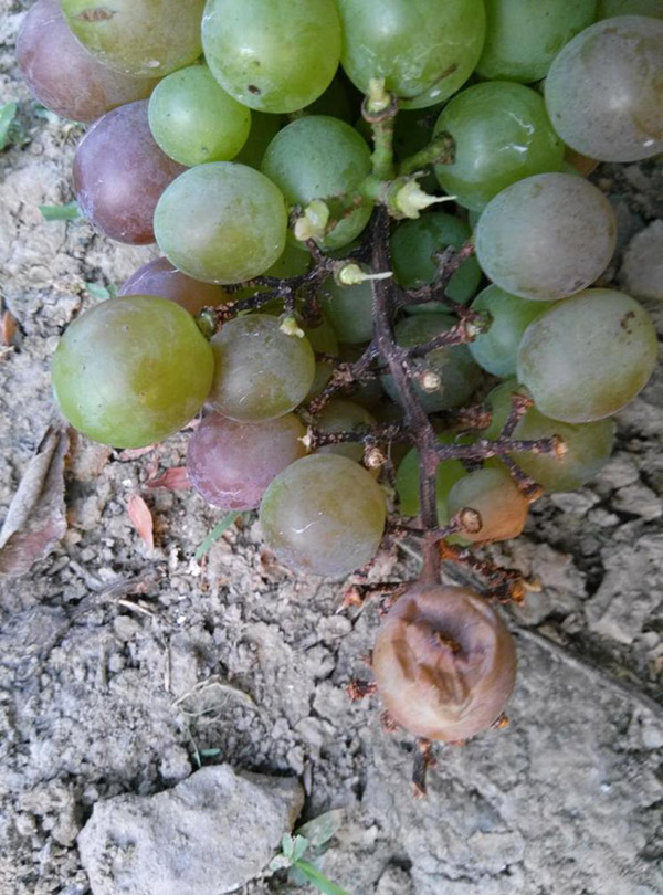 1513327448505601GCrk.jpg 圖片57.jpg