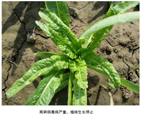 1513332927295292r5Xk.png blob.png