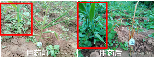 1531280621960053zzFV.png 圖片1.png